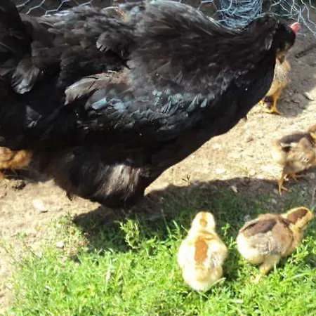 Nahe Ostseebad Kuehlungsborn Gersdorf (Mecklenburg-Vorpommern)