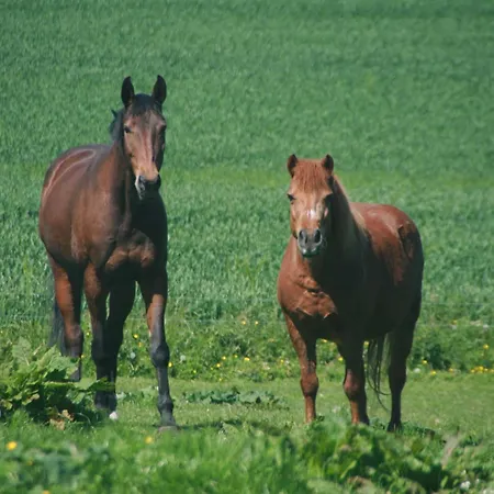 Nahe Ostseebad Kuehlungsborn Apartmán Gersdorf (Mecklenburg-Vorpommern)